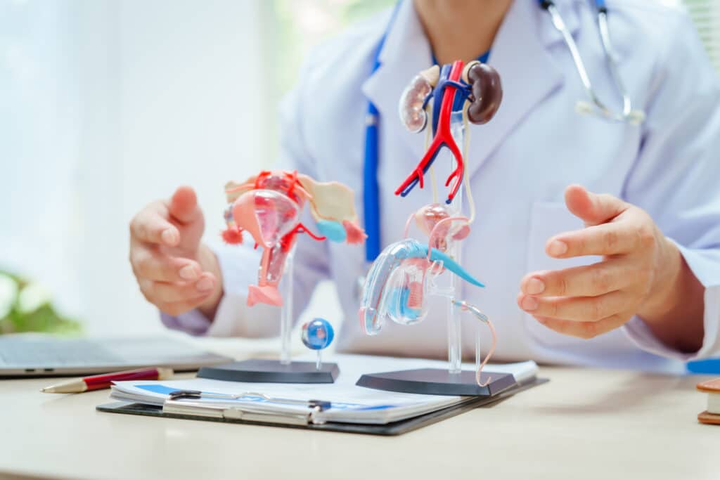 doctor explaining male reproductive anatomy with anatomical models during a consultation